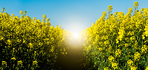 Fototapeta na wymiar Horizontal landscape backgrounds of beautiful spring summer blooming yellow rape flower field with clear blue sky no clouds for bio organic agriculture harvest growth in Germany made canola oil butter