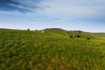 Helgoland, beautiful green meadows and sheep and goats grazing on them.