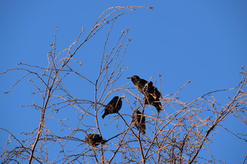 Etourneaux sansonnet