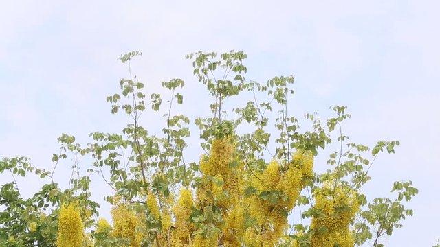 Beautiful yellow Golden shower ,Cassia fistula flower in summer.