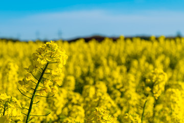Obraz premium Horizontal landscape backgrounds of beautiful spring summer blooming yellow rape flower field with clear blue sky no clouds for bio organic agriculture harvest growth in Germany made canola oil butter