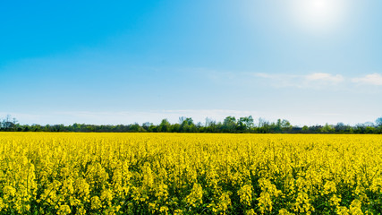 Obraz premium Horizontal landscape backgrounds of beautiful spring summer blooming yellow rape flower field with clear blue sky no clouds for bio organic agriculture harvest growth in Germany made canola oil butter