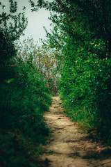 Fototapeta na wymiar Path in the woods with beautiful colors 