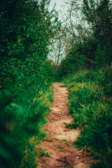 Footpath in the woods