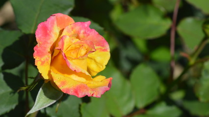 red and yellow rose