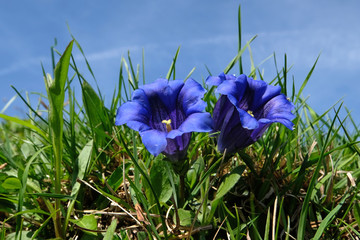 Blauer Enzian