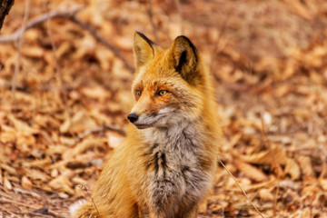 Naklejka na ściany i meble Fox in winter fur in late autumn in the forest against a background of fallen leaves in dry grass.