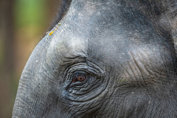 wild indian elephant head shot at dhikala jim corbett national park, uttarakhand, india - Elephas maximus