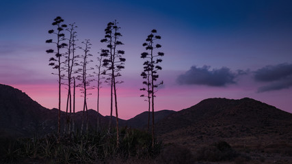 Panoramic view at dusk of the silhouettes a set of Pita trees against the light with mountains in the background in the Natural Park of Cabo de Gata, Almería, Andalusia.