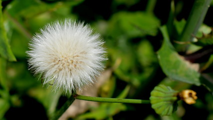 dandelion on green background