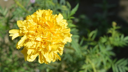 close up of yellow flower