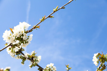flowering cherry branch on a blue sky