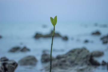 A shot of mangrove plant growing in rocky beach