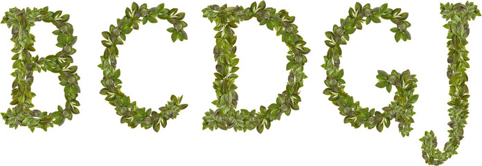 English alphabet from young leaves of apple tree leaves. Concept for design.