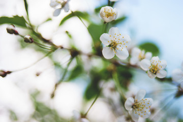 Spring flowers on apple, pear, cherry.