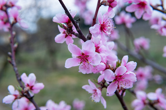 Young flowers showing that spring finally come.