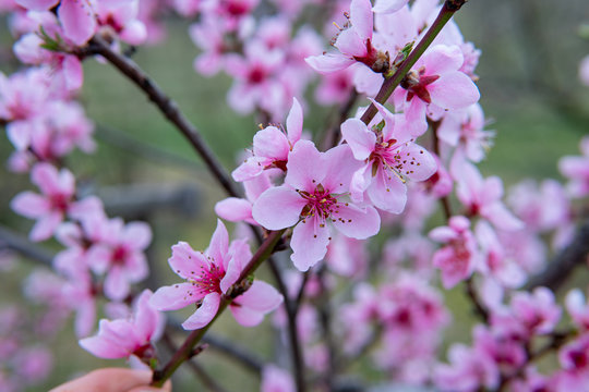 Young flowers showing that spring finally come.