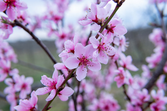 Young flowers showing that spring finally come.