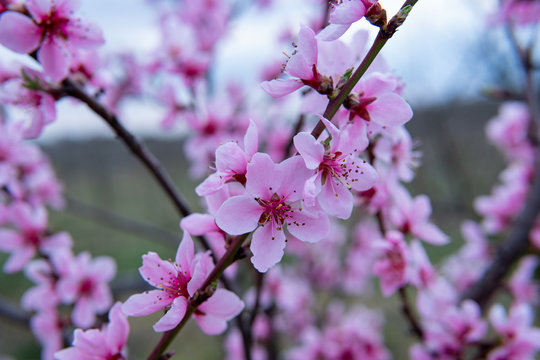 Young flowers showing that spring finally come.