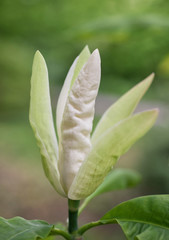 Flower bud Magnolia tripetala close-up on a tree