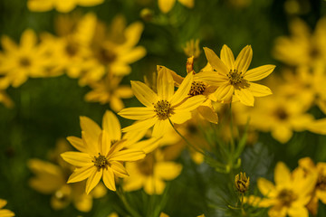 Obraz premium Blossoms of coneflowers (rudbeckia) in yellow and orange