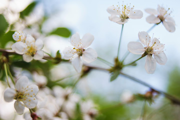 Fototapeta na wymiar Spring flowers on apple, pear, cherry.