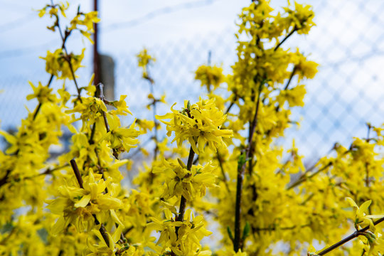Young flowers showing that spring finally come.