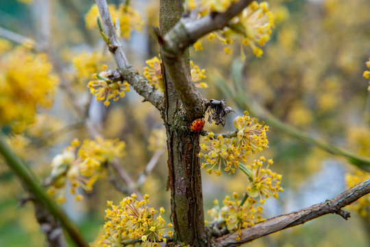 Young flowers showing that spring finally come.