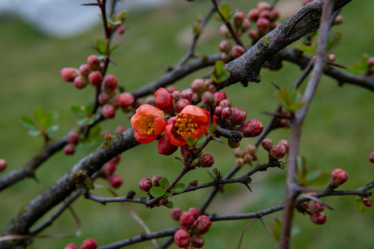 Young flowers showing that spring finally come.