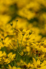 Blossoms of coneflowers (rudbeckia) in yellow and orange