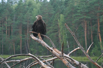 White-tailed eagle (Haliaeetus albicilla) in the North of Belarus