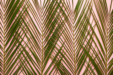 Green palm leaves background with copy space. Top view