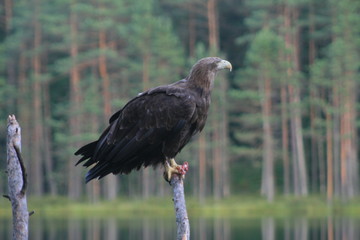 White-tailed eagle (Haliaeetus albicilla) in the North of Belarus