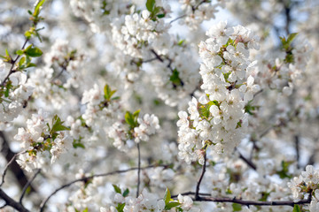 Flowering branch of pear tree on a sunny spring day. Pear tree flowers and buds. Pear blossom in early spring. Shallow depth of field.