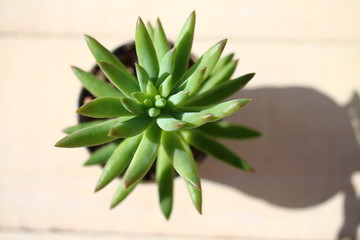 rozchodnik Morgana sedum morganianum