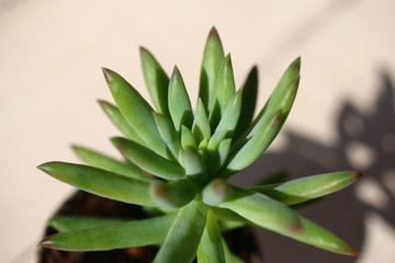 rozchodnik Morgana sedum morganianum