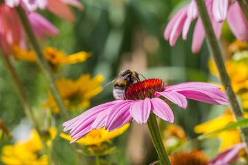 A bee on a blossom of coneflowers (echinacea) in pink, yellow and orange