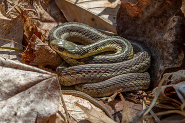 Garter Snake in Coil
