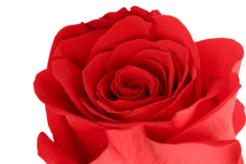 Red rose bud isolated on white background. Close-up. Top view.