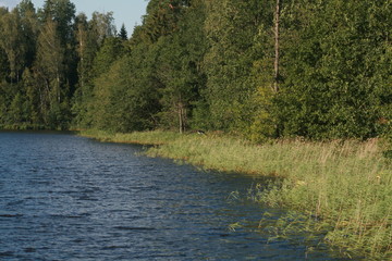 White-tailed eagle (Haliaeetus albicilla) in the North of Belarus