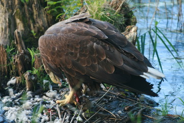 White-tailed eagle (Haliaeetus albicilla) in the North of Belarus