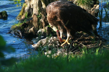 White-tailed eagle (Haliaeetus albicilla) in the North of Belarus