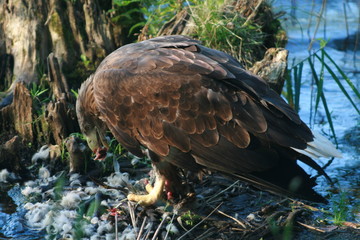 White-tailed eagle (Haliaeetus albicilla) in the North of Belarus