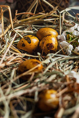 nest with yellow easter eggs