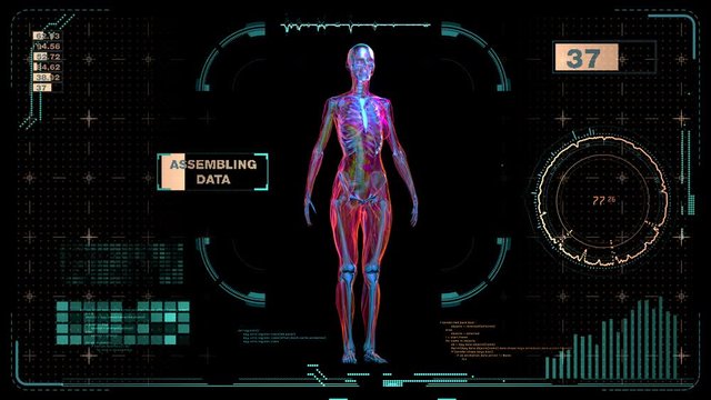 Human body female muscle system scan on Holographic screen virtual hud elements, Futuristic User Interface