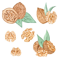 Watercolor Nuts. Hazelnut, Cashew, almonds, walnut set. Illustration for menu, catalog, restaurant, cartoon, game, kitchen, textile, decor.