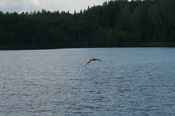 White-tailed eagle (Haliaeetus albicilla) in the North of Belarus