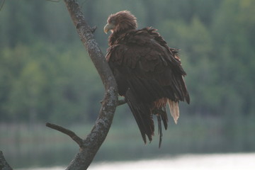 White-tailed eagle (Haliaeetus albicilla) in the North of Belarus