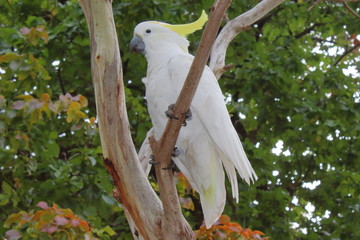 cockatoo in australia
