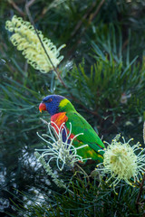A  colorful parrot - one of the most common birds of Australia - sitting on a branch of a tree in a public park in Sydney, New South Wales during a hot day in summer.